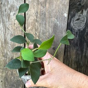 Hoya Nummularioides Starter Plant